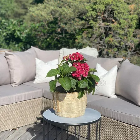 No7 فيلة أريسُر